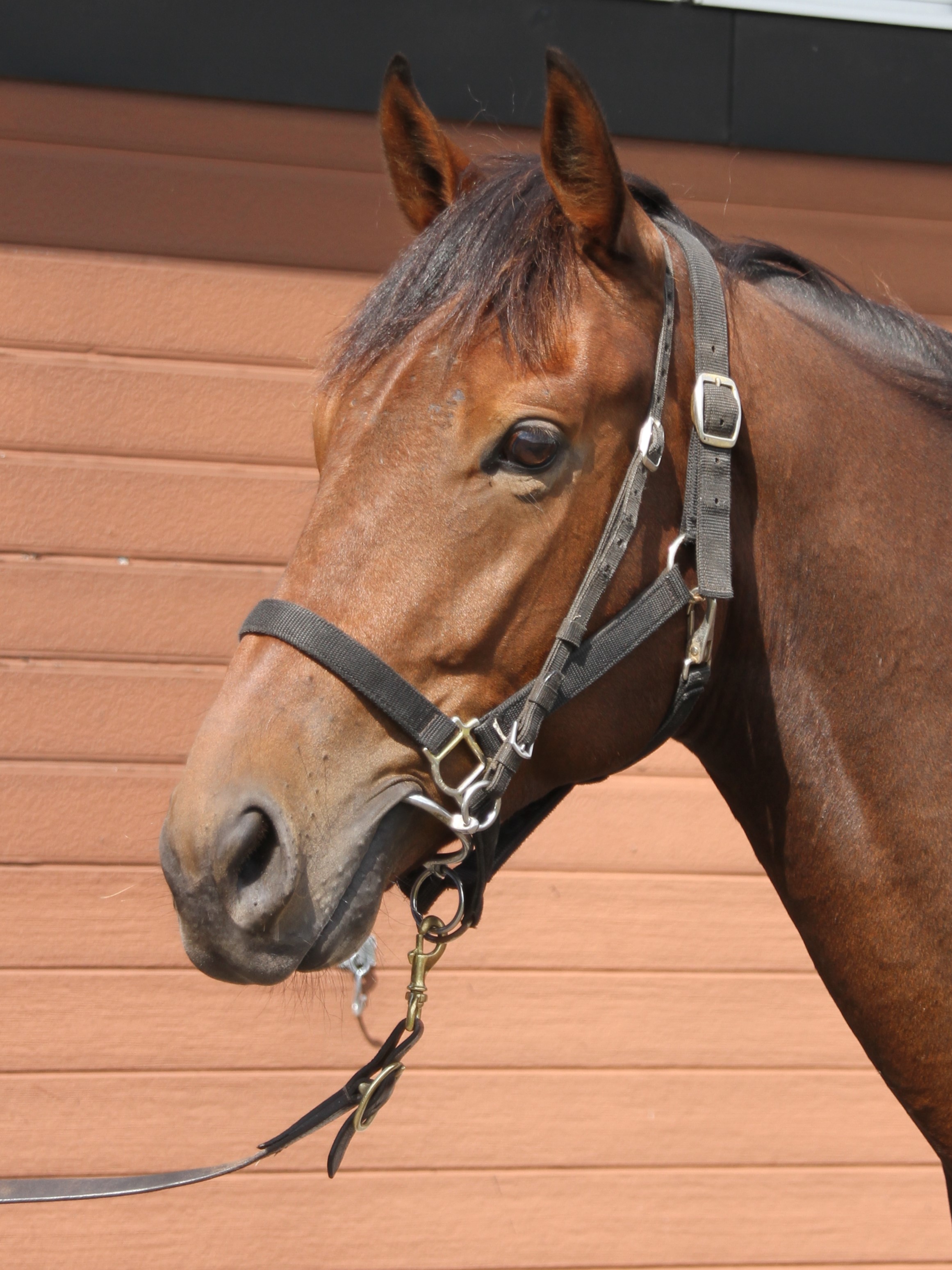 ホーネッツネスト