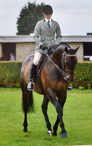 Irish mayhem with rider